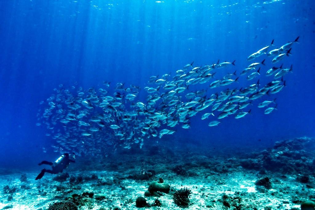 Μεγάλη προσοχή: Ακόμα δύο δηλητηριώδη θαλάσσια είδη πέρασαν από το Σουέζ στο Αιγαίο!